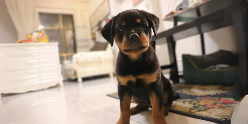 גור חדש בבית