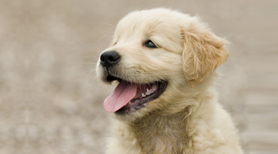 תהליך חשיפה נכונה