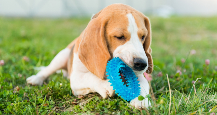 גור חדש בבית