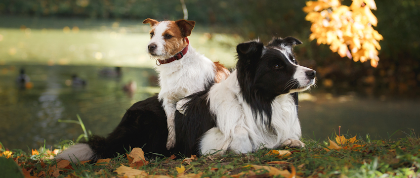 אימוץ גור חדש לבית עם כלב