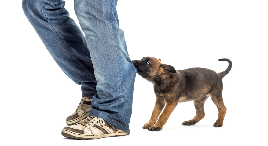 נשיכות גורים