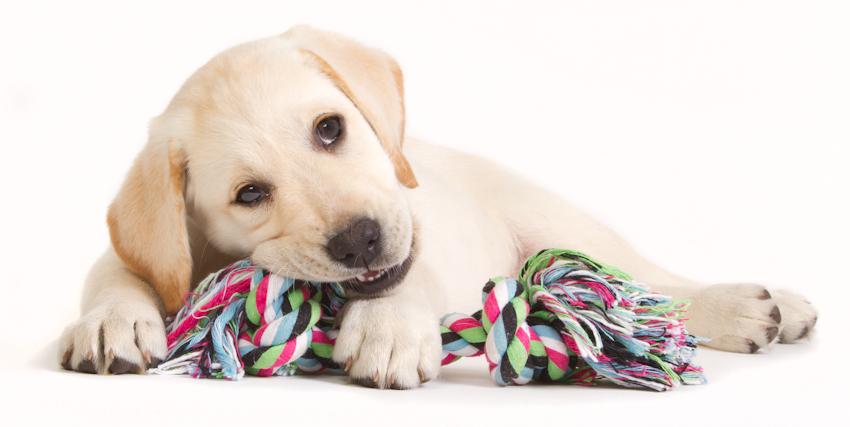 נשיכות גורים