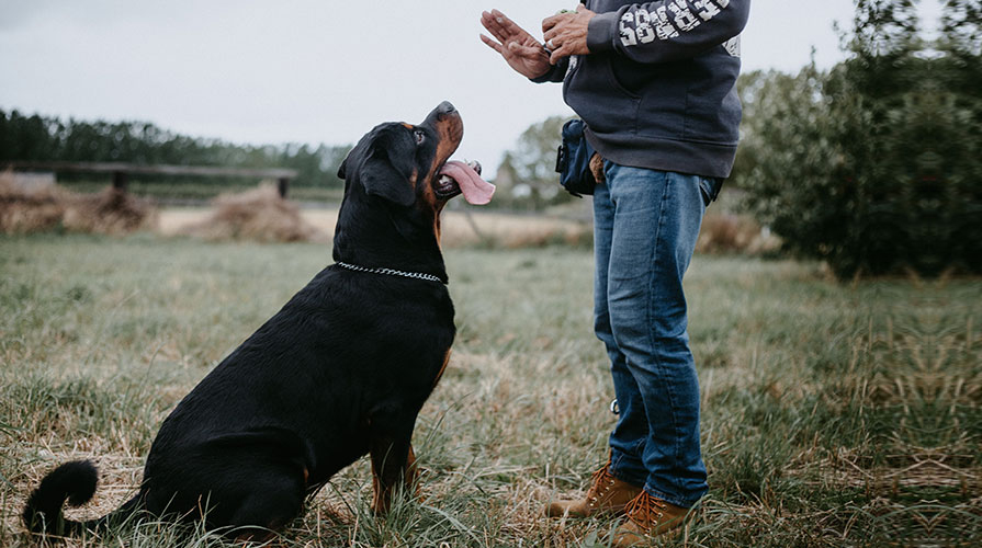 חיזוק הקשר עם כלבך