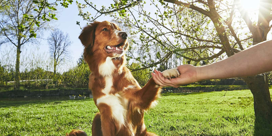 חיזוק הקשר עם כלבך