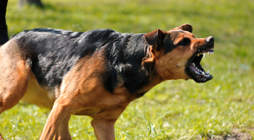 איך להפסיק נביחות מוגזמות