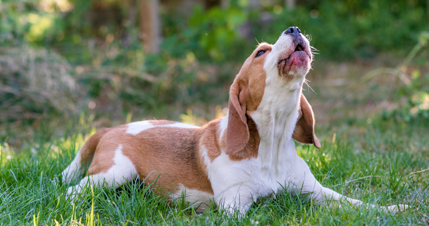 איך להפסיק נביחות מוגזמות