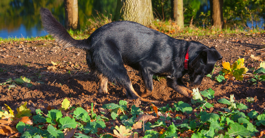 כלב חופר בגינה