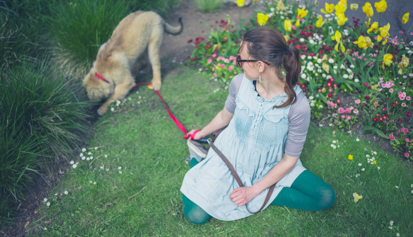 כלב חופר בגינה