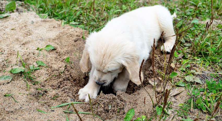 כלב חופר בגינה