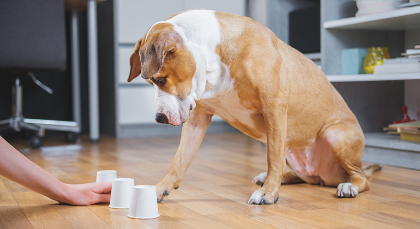 משחקי מחשבה לכלבים