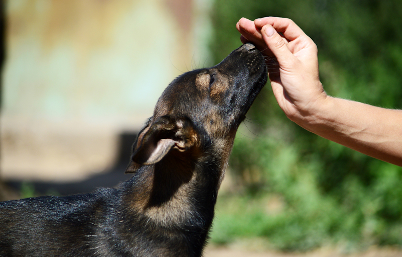 טיפים לאילוף מהיר של כלבך