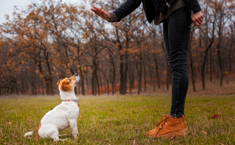 טיפים לאילוף מהיר של כלבך