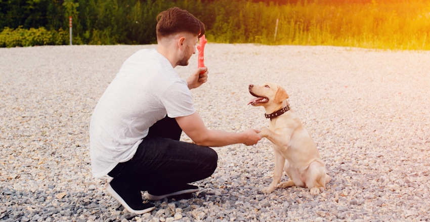באיזו תדירות לאלף את הכלב