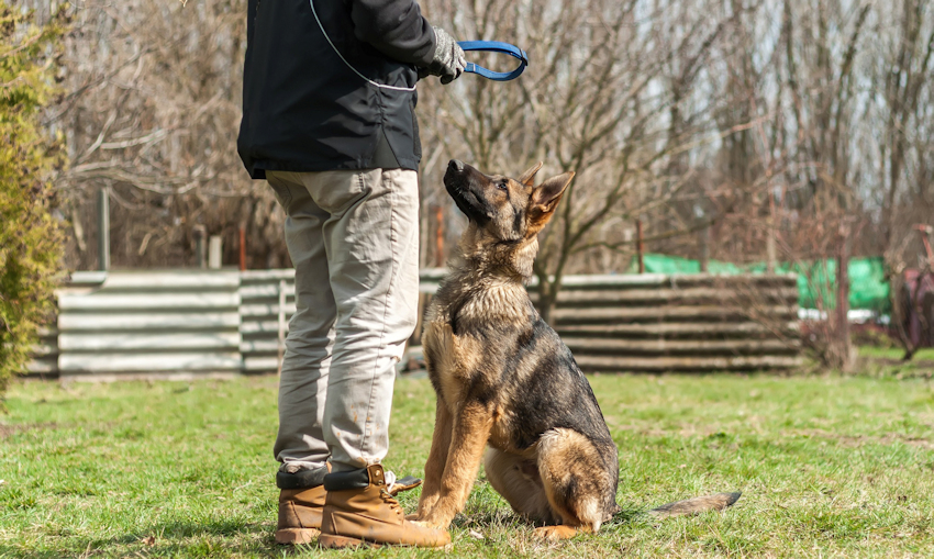 באיזו תדירות לאלף את הכלב