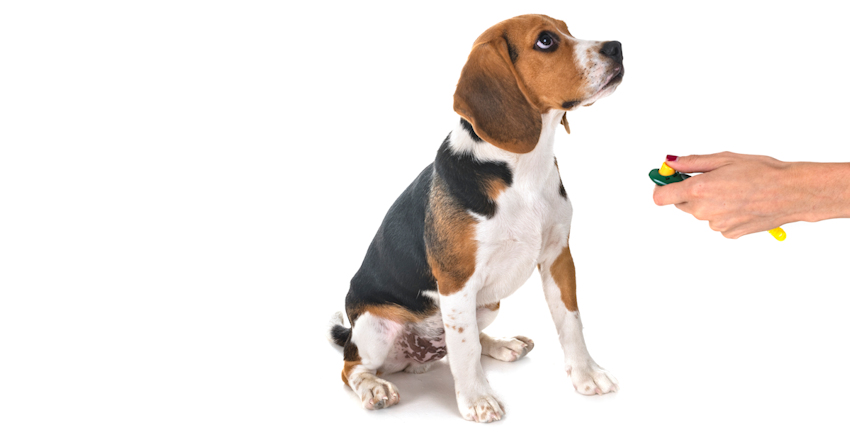 אילוף קליקר