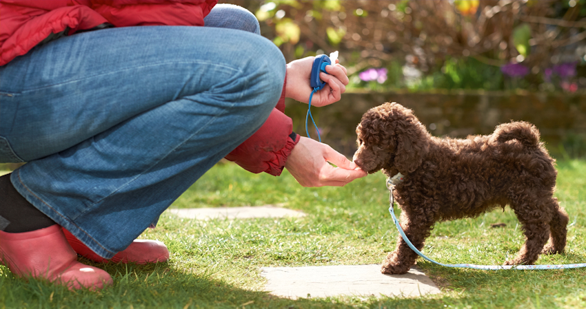 אילוף קליקר
