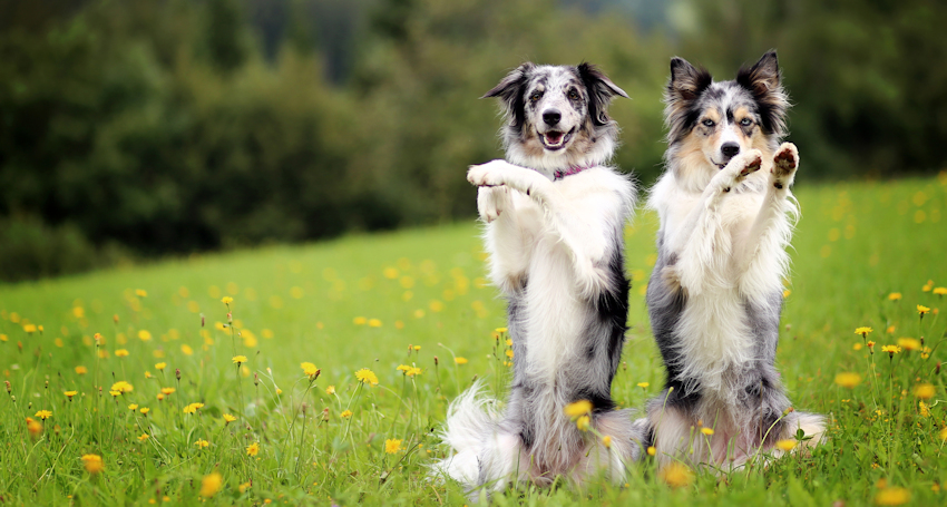 אילוף קליקר