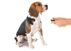 אילוף קליקר - המדריך המלא אילוף קליקר