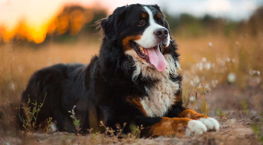 שפת הגוף של הכלב