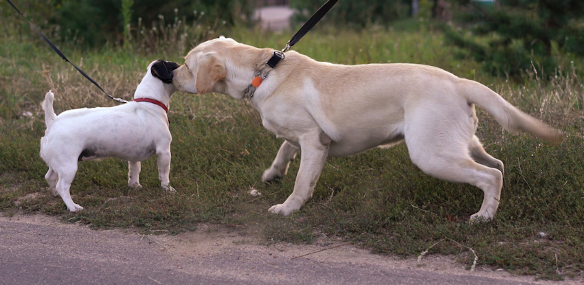 שפת הגוף של הכלב