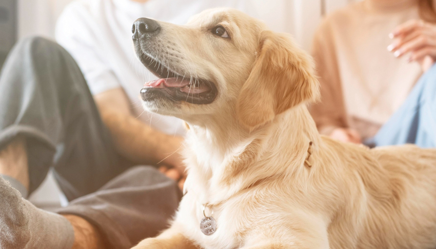 שפת הגוף של הכלב