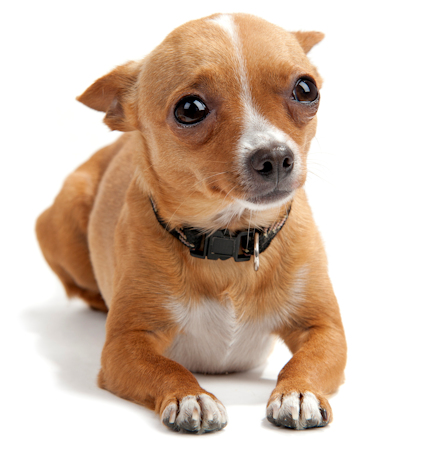 שפת הגוף של הכלב