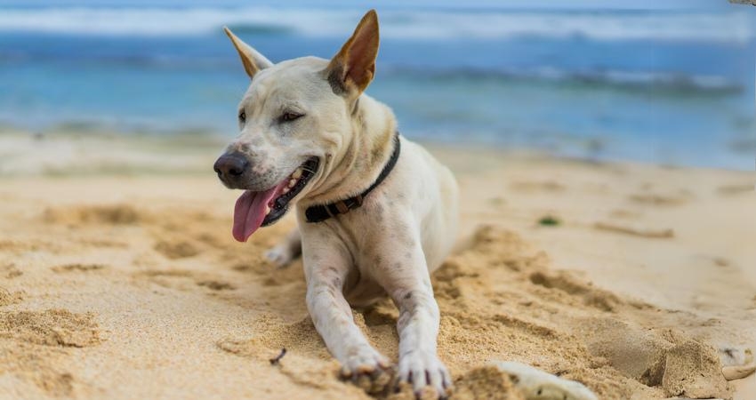 שפת הגוף של הכלב