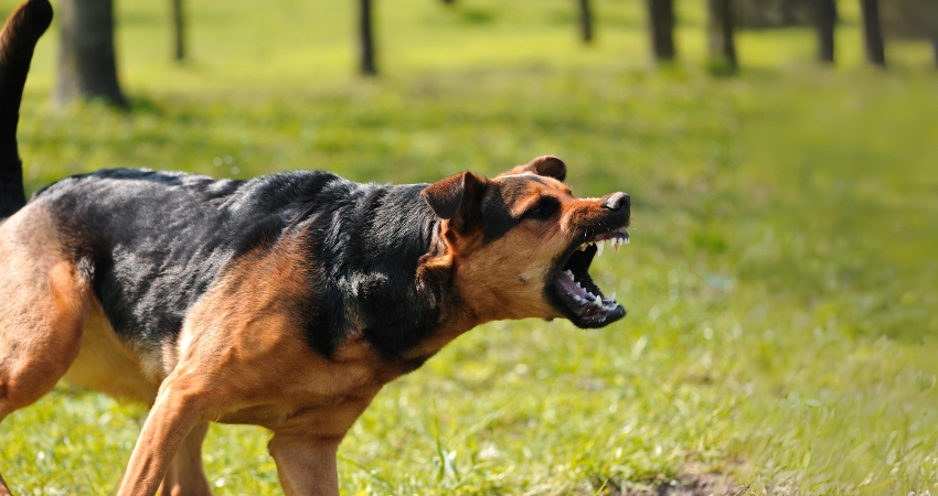 שפת הגוף של הכלב