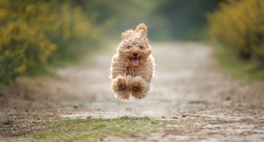 כלב הורס את הבית