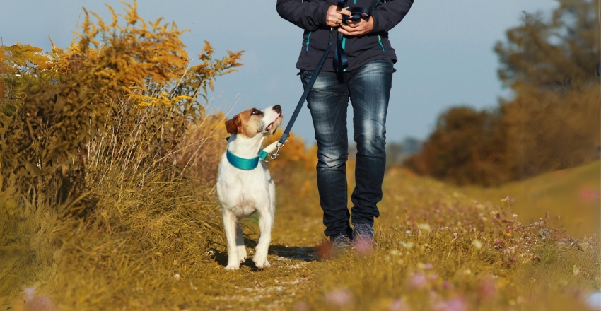 הכלב עוצר בטיולים