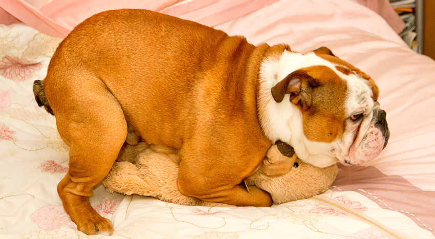 אוננות אצל כלבים 