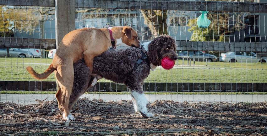 אוננות אצל כלבים