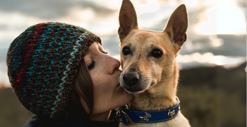 הכנה מומלצת לפני אימוץ כלב