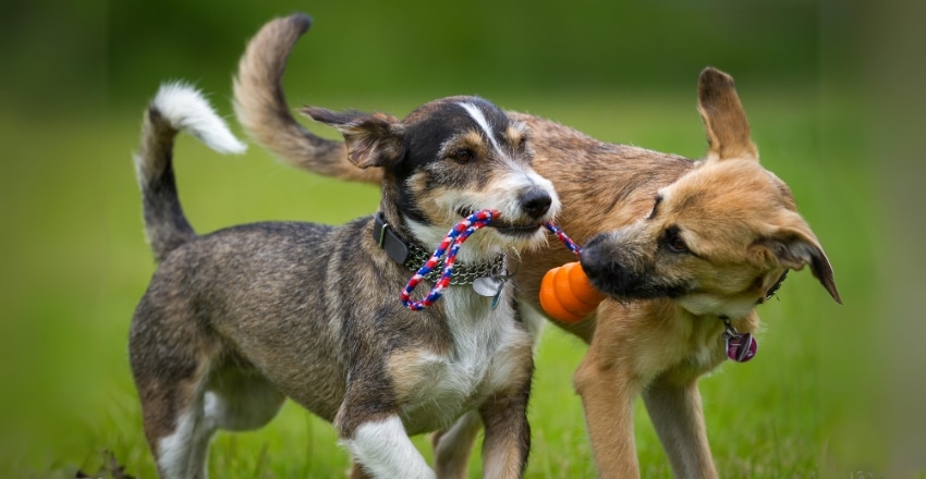 משחק נכון בין כלבים