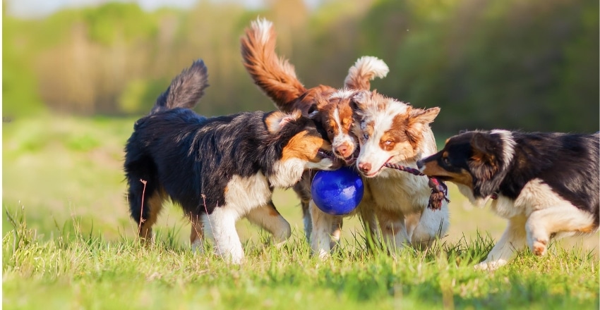 משחק נכון בין כלבים