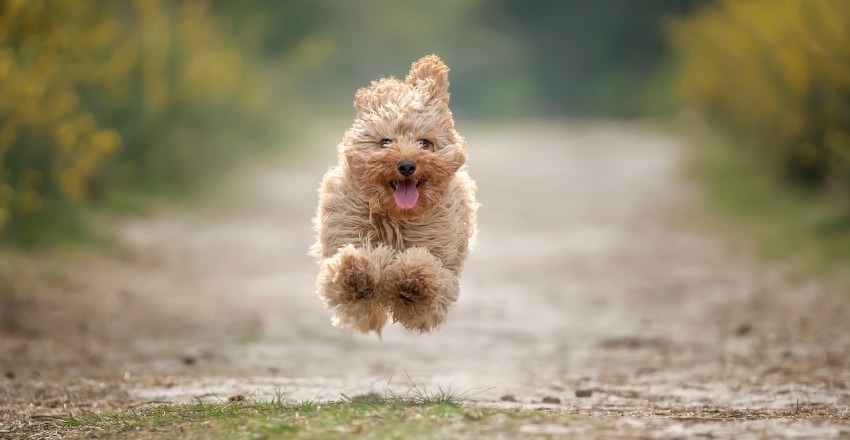 גיל ההתבגרות של כלבים