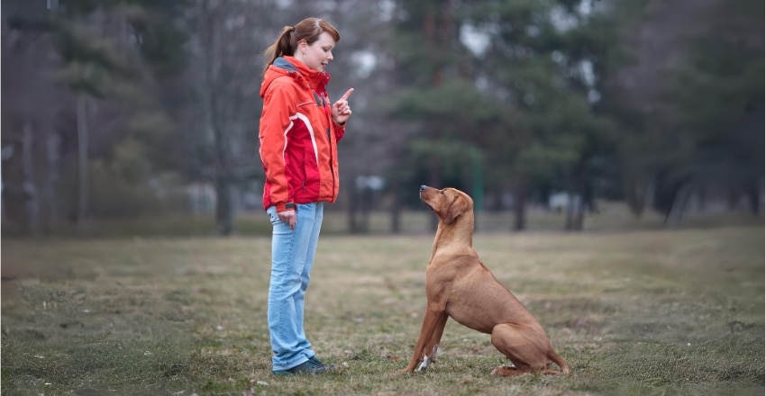 גיל ההתבגרות של כלבים