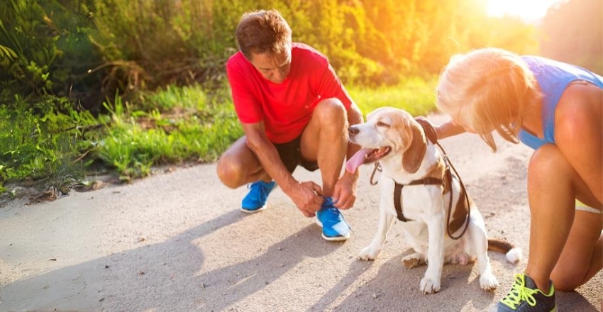 להכנס לכושר עם הכלב