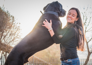 הכלב קופץ על האורחים - איך למנוע את זה? הכלב קופץ על האורחים