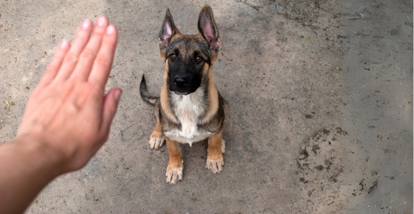 הכלב קופץ על האורחים