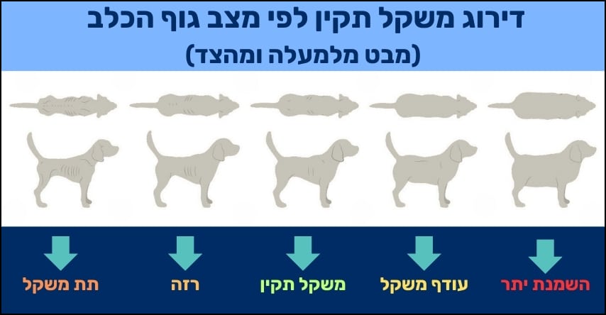השמנת יתר אצל כלבים