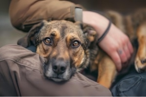 למה לאמץ כלב בוגר למה לאמץ כלב בוגר