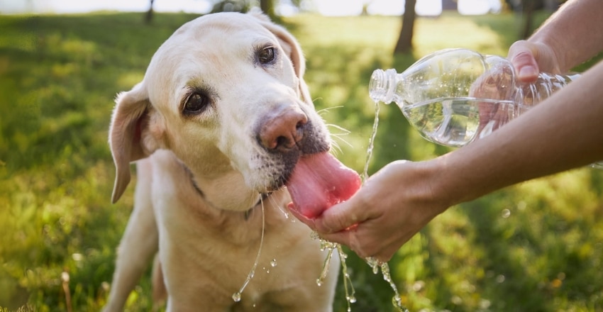איך לשמור על כלב בימי הקיץ