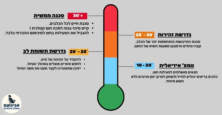 איך לשמור על כלב בימי הקיץ