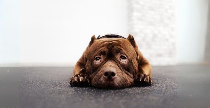 טעויות נפוצות שבעלי כלבים עושים