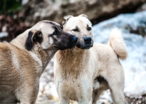 מחזור ייחום אצל כלבות - כל מה שצריך לדעת מחזור ייחום אצל כלבות