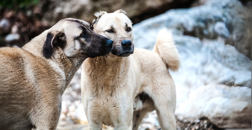 מחזור ייחום אצל כלבות