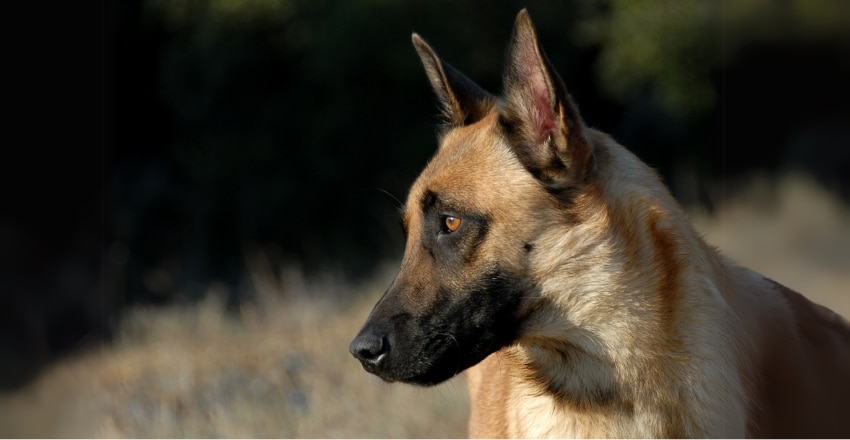 מחזור ייחום אצל כלבות