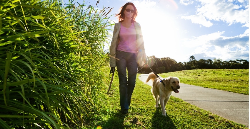 מחזור ייחום אצל כלבות