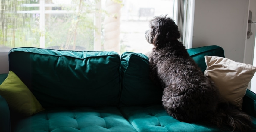 חרדת נטישה אצל כלבים